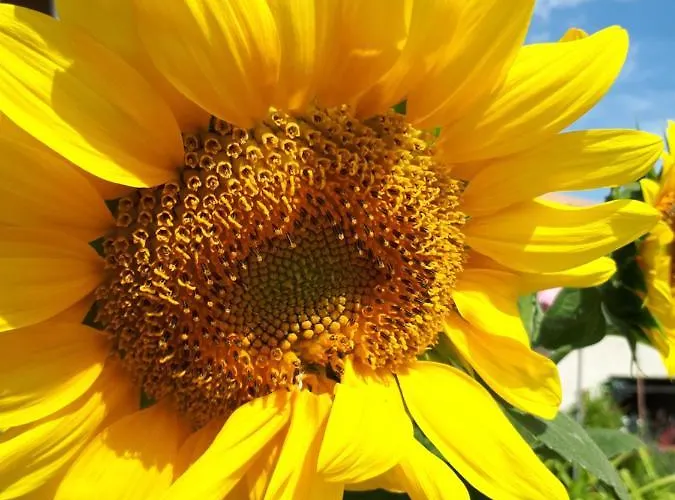 La Maison De Lalouette Forcalquier