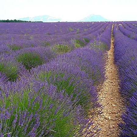 Bed & Breakfast La Maison De Lalouette Forcalquier